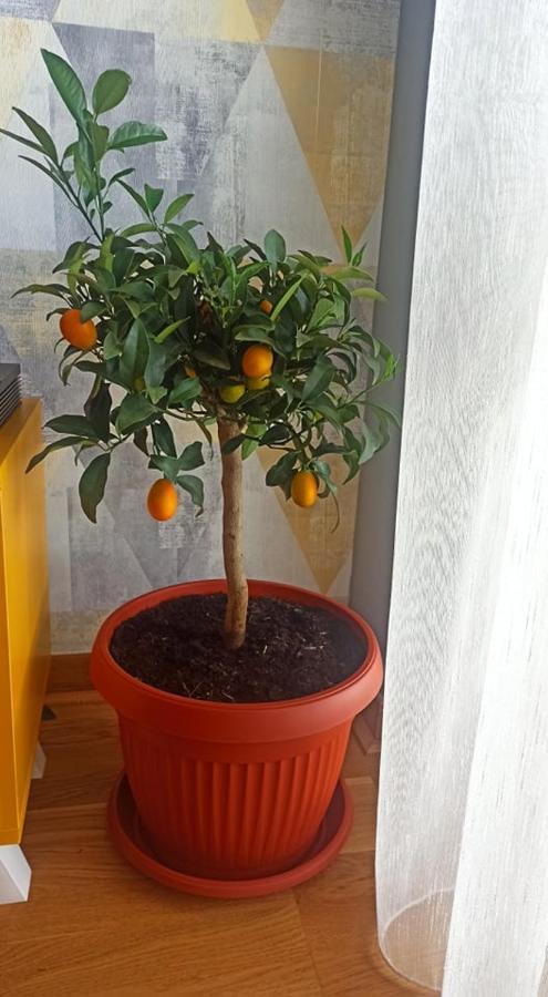 פודגוריצה Abv Apartments מראה חיצוני תמונה